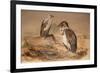 Angola Vulture (Gypohierax Angolensis), 1856-67-Joseph Wolf-Framed Giclee Print