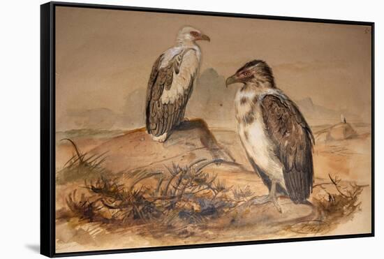 Angola Vulture (Gypohierax Angolensis), 1856-67-Joseph Wolf-Framed Stretched Canvas