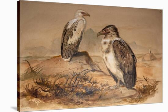 Angola Vulture (Gypohierax Angolensis), 1856-67-Joseph Wolf-Stretched Canvas