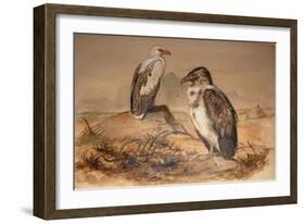 Angola Vulture (Gypohierax Angolensis), 1856-67-Joseph Wolf-Framed Giclee Print