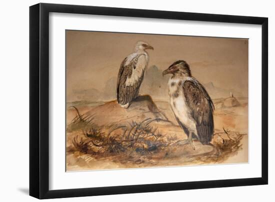 Angola Vulture (Gypohierax Angolensis), 1856-67-Joseph Wolf-Framed Giclee Print