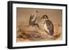 Angola Vulture (Gypohierax Angolensis), 1856-67-Joseph Wolf-Framed Giclee Print