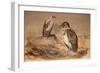 Angola Vulture (Gypohierax Angolensis), 1856-67-Joseph Wolf-Framed Giclee Print