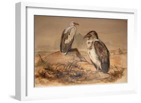 Angola Vulture (Gypohierax Angolensis), 1856-67-Joseph Wolf-Framed Giclee Print