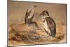 Angola Vulture (Gypohierax Angolensis), 1856-67-Joseph Wolf-Mounted Giclee Print