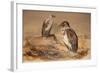 Angola Vulture (Gypohierax Angolensis), 1856-67-Joseph Wolf-Framed Giclee Print