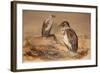 Angola Vulture (Gypohierax Angolensis), 1856-67-Joseph Wolf-Framed Giclee Print