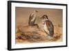 Angola Vulture (Gypohierax Angolensis), 1856-67-Joseph Wolf-Framed Giclee Print