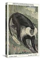 Angolan Colobus Monkey-null-Stretched Canvas