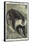 Angolan Colobus Monkey-null-Framed Stretched Canvas