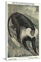 Angolan Colobus Monkey-null-Stretched Canvas