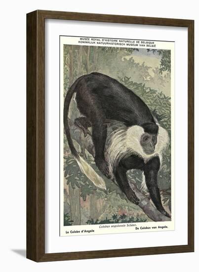 Angolan Colobus Monkey-null-Framed Art Print