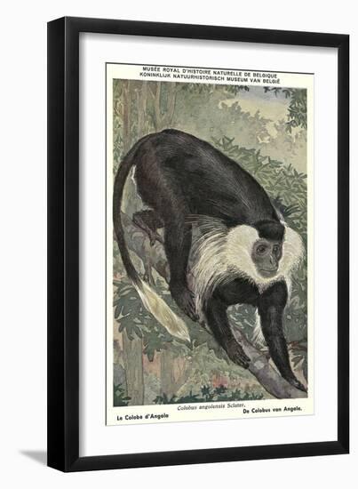 Angolan Colobus Monkey-null-Framed Art Print