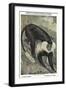 Angolan Colobus Monkey-null-Framed Art Print