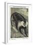 Angolan Colobus Monkey-null-Framed Art Print