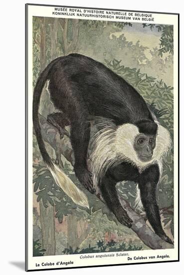 Angolan Colobus Monkey-null-Mounted Art Print