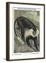 Angolan Colobus Monkey-null-Framed Art Print