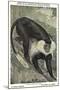 Angolan Colobus Monkey-null-Mounted Art Print