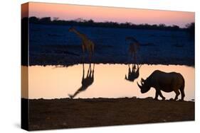 Angolan Giraffes (Giraffa Camelopardalis Angolensis) and Black Rhinoceros (Diceros Bicornis)-Eric Baccega-Stretched Canvas