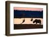 Angolan Giraffes (Giraffa Camelopardalis Angolensis) and Black Rhinoceros (Diceros Bicornis)-Eric Baccega-Framed Photographic Print