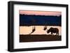 Angolan Giraffes (Giraffa Camelopardalis Angolensis) and Black Rhinoceros (Diceros Bicornis)-Eric Baccega-Framed Photographic Print