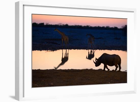 Angolan Giraffes (Giraffa Camelopardalis Angolensis) and Black Rhinoceros (Diceros Bicornis)-Eric Baccega-Framed Photographic Print