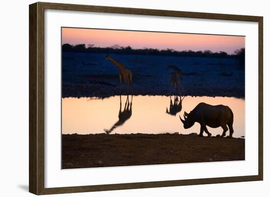 Angolan Giraffes (Giraffa Camelopardalis Angolensis) and Black Rhinoceros (Diceros Bicornis)-Eric Baccega-Framed Photographic Print