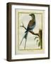 Angolan Roller-Georges-Louis Buffon-Framed Giclee Print