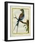 Angolan Roller-Georges-Louis Buffon-Framed Giclee Print