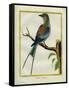 Angolan Roller-Georges-Louis Buffon-Framed Stretched Canvas