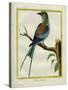 Angolan Roller-Georges-Louis Buffon-Stretched Canvas