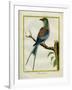 Angolan Roller-Georges-Louis Buffon-Framed Giclee Print