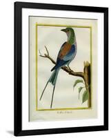 Angolan Roller-Georges-Louis Buffon-Framed Giclee Print