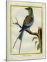 Angolan Roller-Georges-Louis Buffon-Mounted Giclee Print