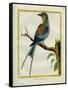 Angolan Roller-Georges-Louis Buffon-Framed Stretched Canvas