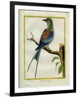 Angolan Roller-Georges-Louis Buffon-Framed Giclee Print