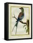 Angolan Roller-Georges-Louis Buffon-Framed Stretched Canvas