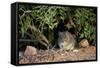 Angoni Vlei Rat (Otomys Angoniensis), Addo Elephant National Park, South Africa, Africa-James Hager-Framed Stretched Canvas