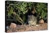 Angoni Vlei Rat (Otomys Angoniensis), Addo Elephant National Park, South Africa, Africa-James Hager-Stretched Canvas