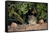 Angoni Vlei Rat (Otomys Angoniensis), Addo Elephant National Park, South Africa, Africa-James Hager-Framed Stretched Canvas