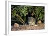 Angoni Vlei Rat (Otomys Angoniensis), Addo Elephant National Park, South Africa, Africa-James Hager-Framed Photographic Print