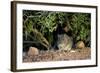 Angoni Vlei Rat (Otomys Angoniensis), Addo Elephant National Park, South Africa, Africa-James Hager-Framed Photographic Print