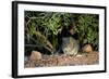 Angoni Vlei Rat (Otomys Angoniensis), Addo Elephant National Park, South Africa, Africa-James Hager-Framed Photographic Print