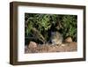 Angoni Vlei Rat (Otomys Angoniensis), Addo Elephant National Park, South Africa, Africa-James Hager-Framed Photographic Print