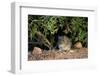 Angoni Vlei Rat (Otomys Angoniensis), Addo Elephant National Park, South Africa, Africa-James Hager-Framed Photographic Print