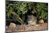 Angoni Vlei Rat (Otomys Angoniensis), Addo Elephant National Park, South Africa, Africa-James Hager-Mounted Photographic Print