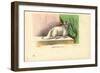 Angora Cat, 1863-79-Raimundo Petraroja-Framed Giclee Print