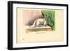 Angora Cat, 1863-79-Raimundo Petraroja-Framed Giclee Print