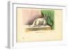 Angora Cat, 1863-79-Raimundo Petraroja-Framed Giclee Print