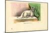 Angora Cat, 1863-79-Raimundo Petraroja-Mounted Giclee Print